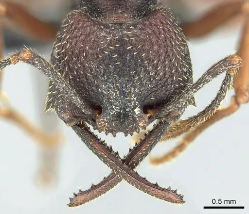 Mystrium shadow - CASENT0077647