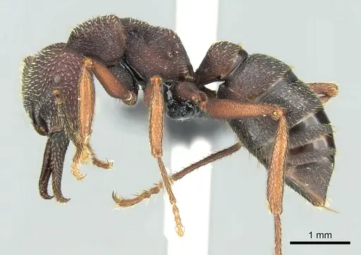 Mystrium shadow - CASENT0077647