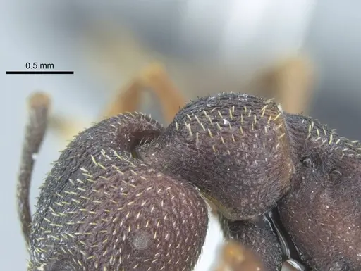 Mystrium shadow - CASENT0077647