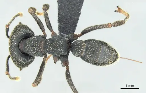 Mystrium shadow - CASENT0077648