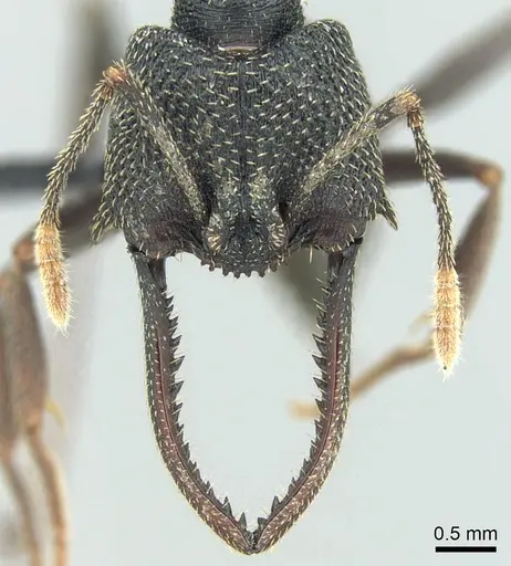 Mystrium shadow - CASENT0077648