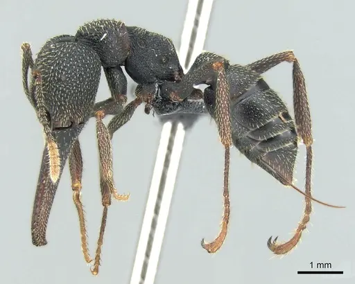 Mystrium shadow - CASENT0077648