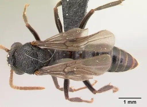 Mystrium shadow - CASENT0107647