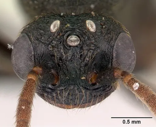 Mystrium shadow - CASENT0107647