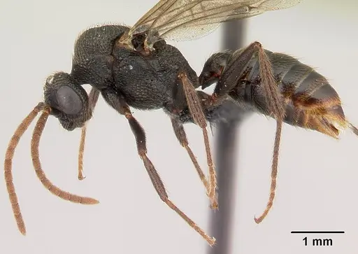 Mystrium shadow - CASENT0107647