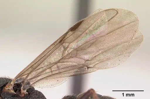 Mystrium shadow - CASENT0107647