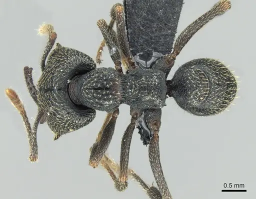 Mystrium shadow - CASENT0318920