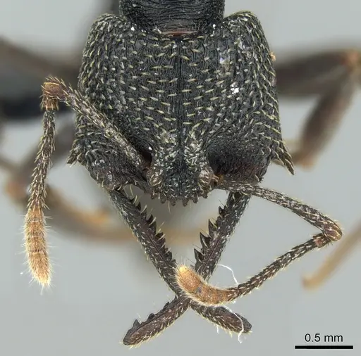 Mystrium shadow - CASENT0318920