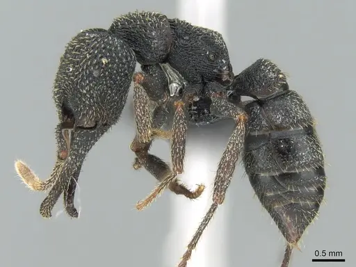 Mystrium shadow - CASENT0318920