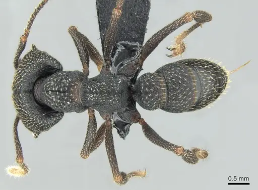 Mystrium shadow - CASENT0318931