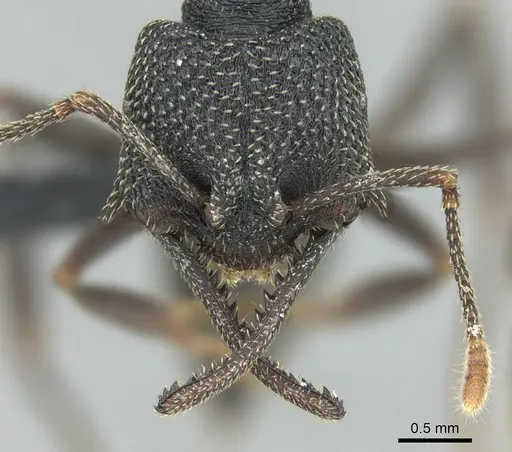 Mystrium shadow - CASENT0318931