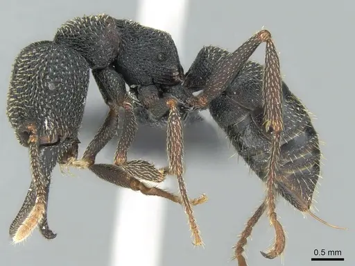 Mystrium shadow - CASENT0318931