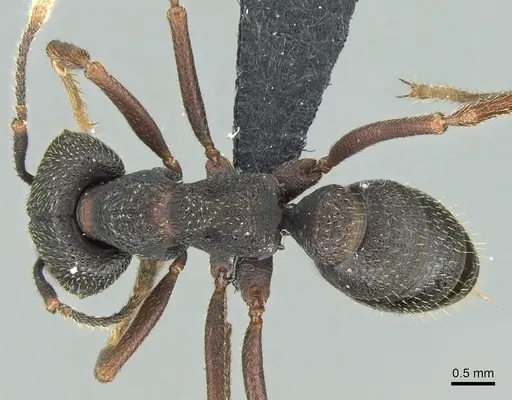 Mystrium shadow - CASENT0318932