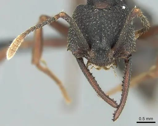 Mystrium shadow - CASENT0318932