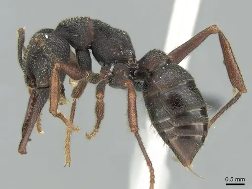 Mystrium shadow - CASENT0318932