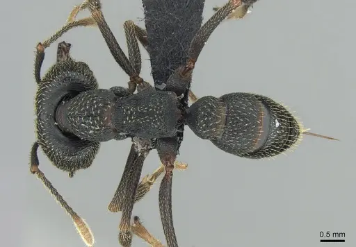 Mystrium shadow - CASENT0318933