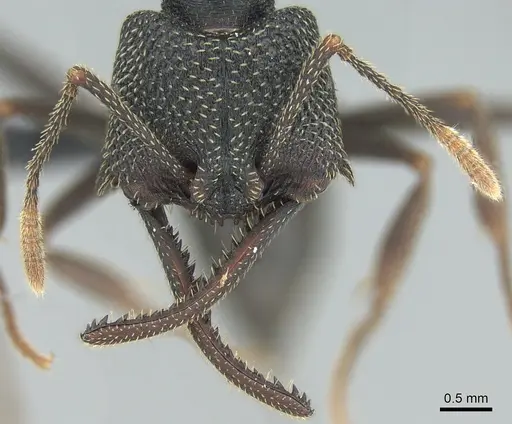 Mystrium shadow - CASENT0318933