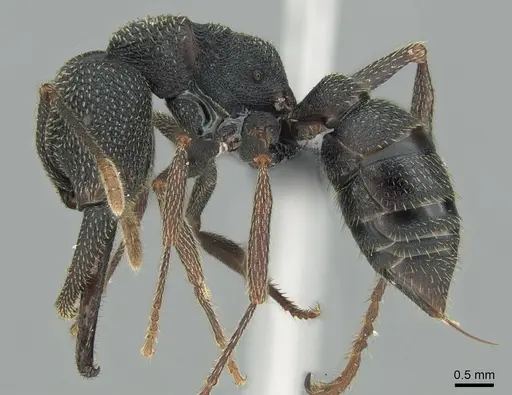 Mystrium shadow - CASENT0318933