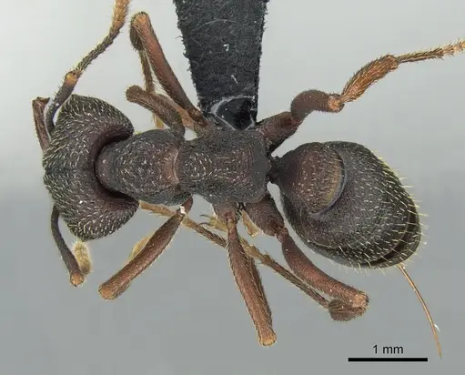 Mystrium shadow - CASENT0318934