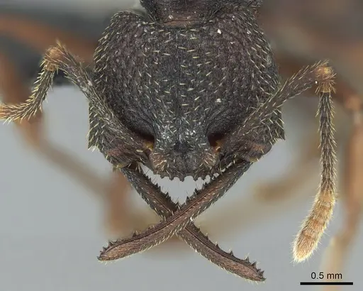 Mystrium shadow - CASENT0318934