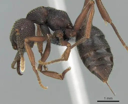 Mystrium shadow - CASENT0318934