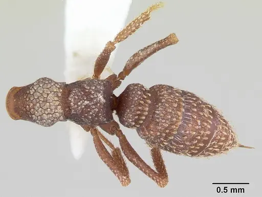 Mystrium silvestrii specimen