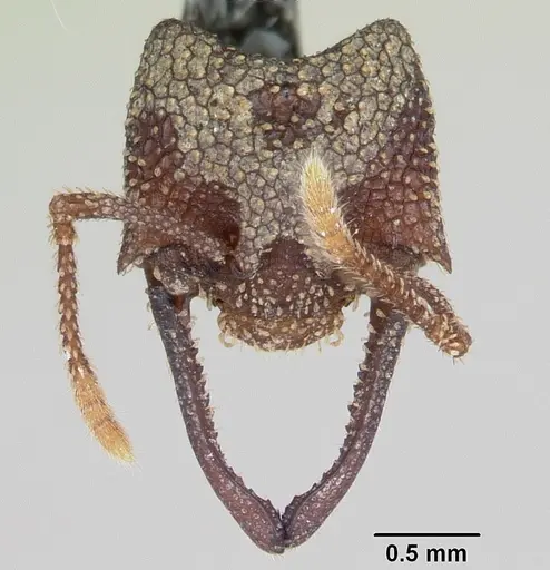 Mystrium silvestrii specimen