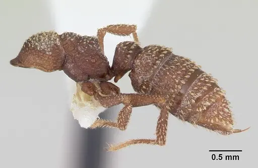 Mystrium silvestrii specimen