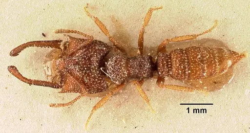 Mystrium silvestrii - CASENT0101135