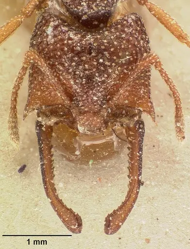 Mystrium silvestrii - CASENT0101135