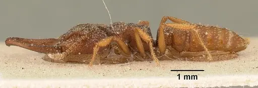 Mystrium silvestrii - CASENT0101135