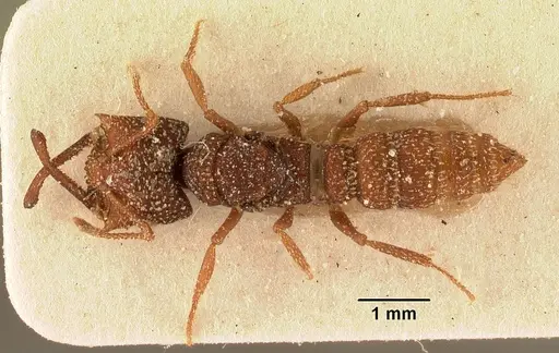 Mystrium silvestrii - CASENT0101136