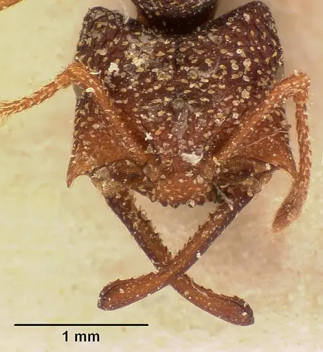 Mystrium silvestrii - CASENT0101136