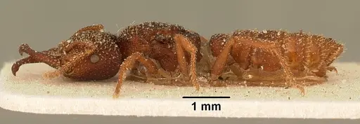 Mystrium silvestrii - CASENT0101136