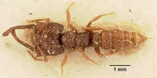 Mystrium silvestrii - CASENT0101977