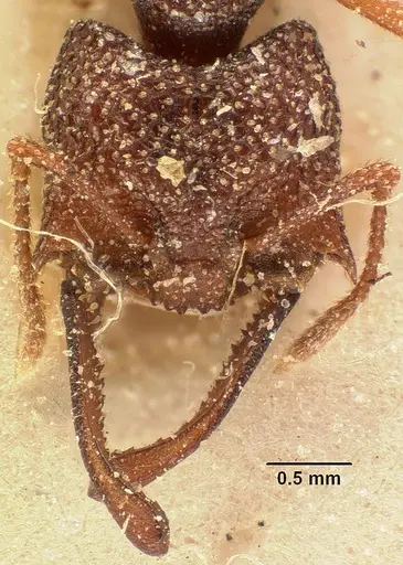 Mystrium silvestrii - CASENT0101977