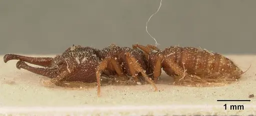 Mystrium silvestrii - CASENT0101977