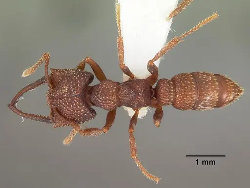 Mystrium silvestrii - CASENT0102167