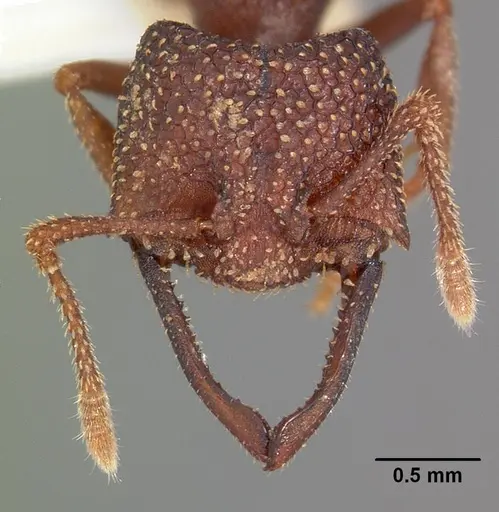 Mystrium silvestrii - CASENT0102167