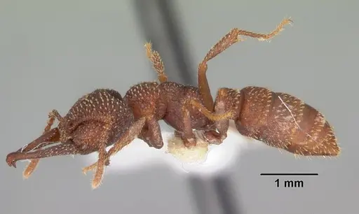 Mystrium silvestrii - CASENT0102167