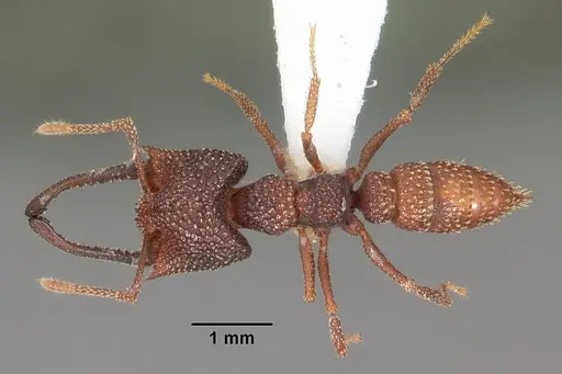 Mystrium silvestrii - CASENT0102168