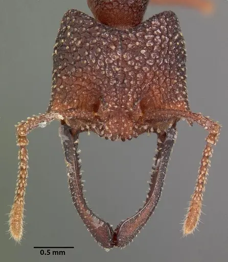 Mystrium silvestrii - CASENT0102168