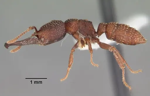 Mystrium silvestrii - CASENT0102168