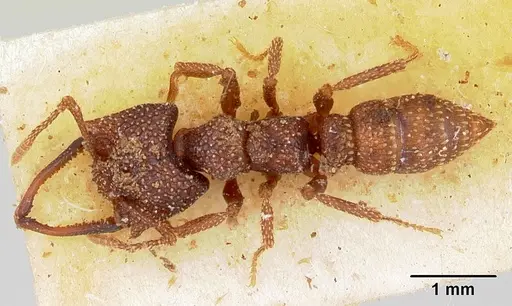 Mystrium silvestrii - CASENT0172832