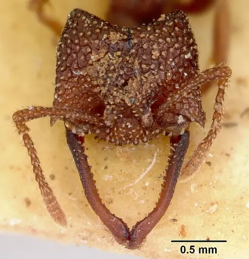 Mystrium silvestrii - CASENT0172832