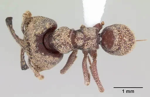 Mystrium silvestrii - CASENT0408192