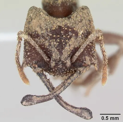 Mystrium silvestrii - CASENT0408192