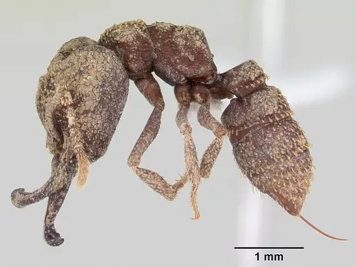 Mystrium silvestrii - CASENT0408192