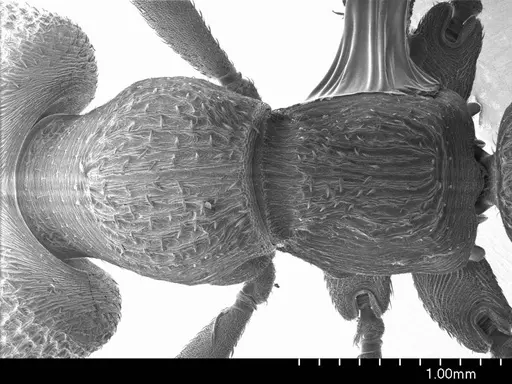 Mystrium voeltzkowi specimen