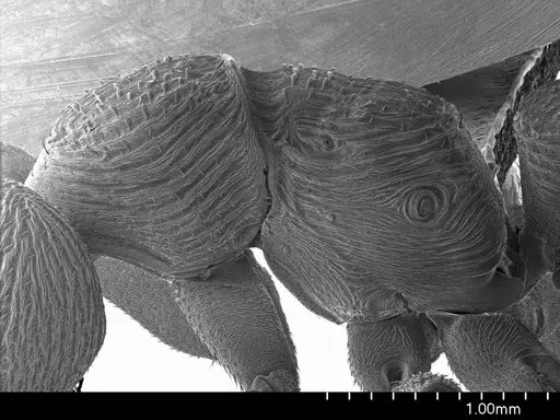 Mystrium voeltzkowi specimen